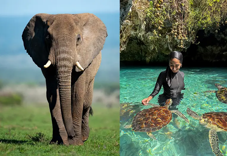10 Days Tanzania Safari & Zanzibar Luxury Escape