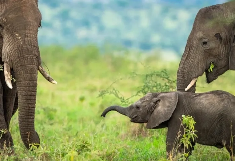 Best of Tanzania & Zanzibar Safari