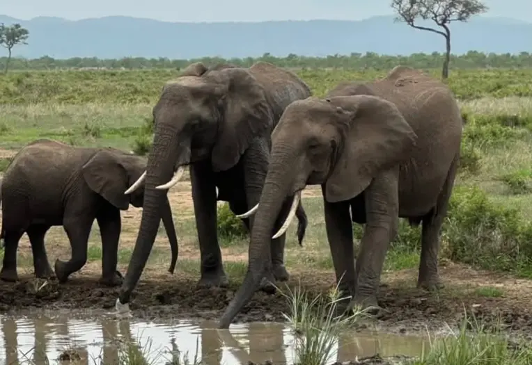 Tanzania Safari Wildlife