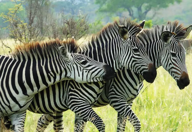 2 day Mikumi express wildlife safari from Dar es Salaam
