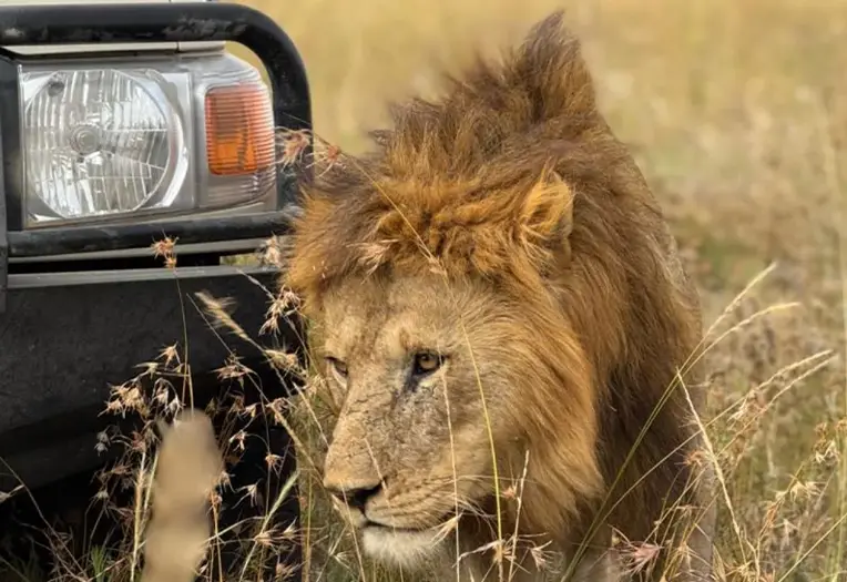 2 Days Ngorongoro Crater: The Ultimate Caldera Safari Experience