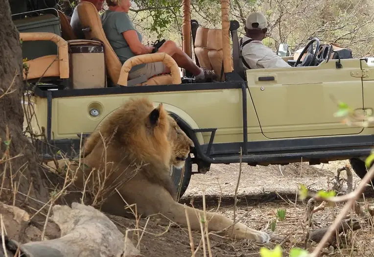 Tanzania Safari Wildlife