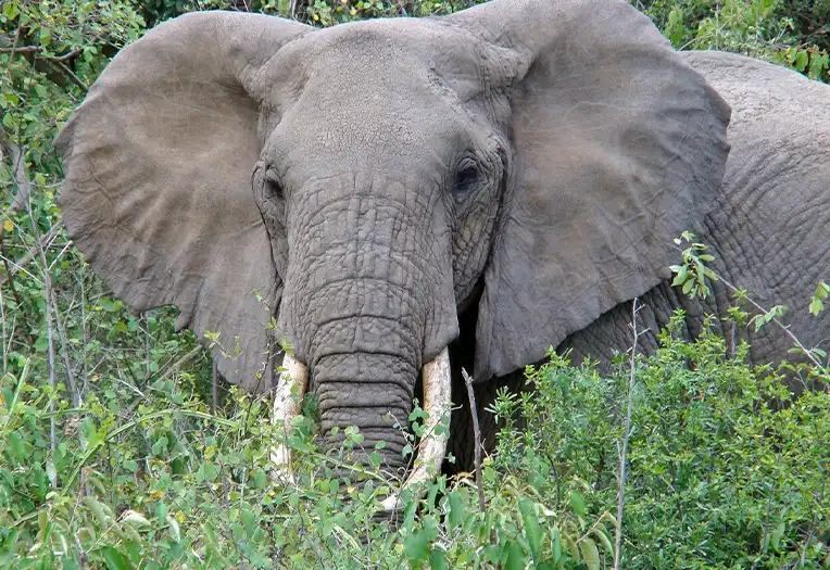 2 Days Tarangire & Lake Natron Adventure Safari