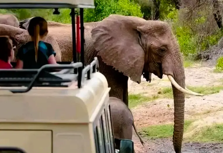 2 Days Tarangire & Manyara: Elephants, Baobabs & Tree Climbing Lions
