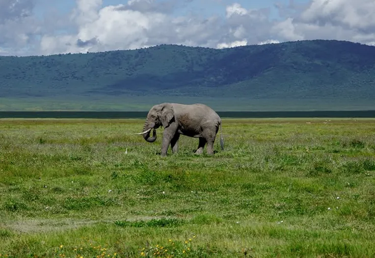 2 Days Wild Elephants & Crater: Tarangire to Ngorongoro
