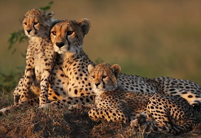3-Day Serengeti & Ngorongoro Crater Special Departure Safari