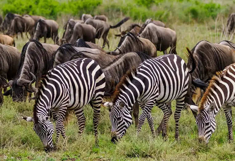 3 day Central Serengeti migration Seronera heartland safari package