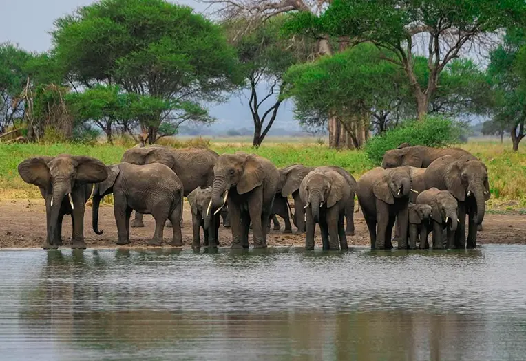 3 Days Migration Season Safari Tarangire Giants and Serengeti River Crossings
