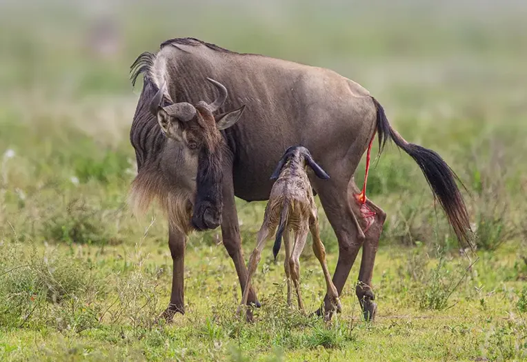 Tanzania Safari Wildlife