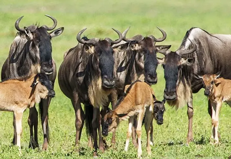 3 day Serengeti December calving preparation safari package