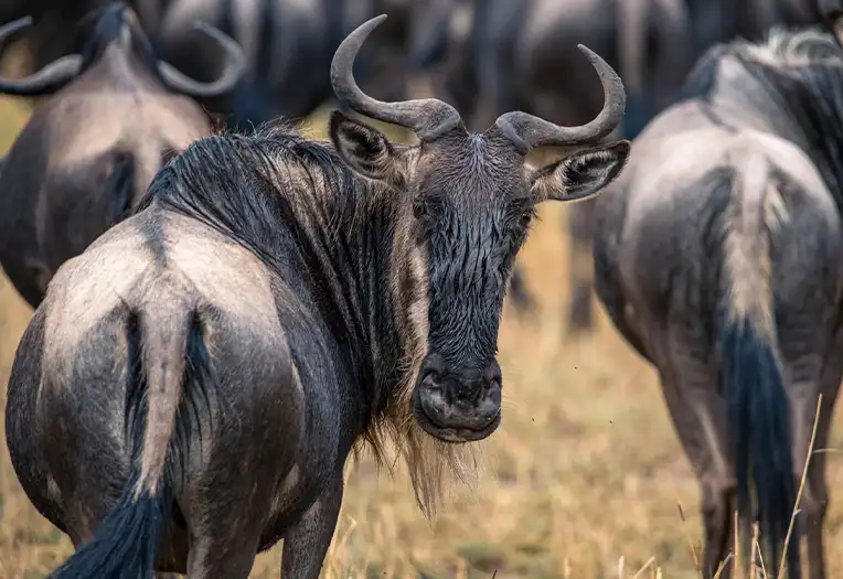 3 Day Serengeti November Migration Return South Safari Lobo to Ndutu Movement