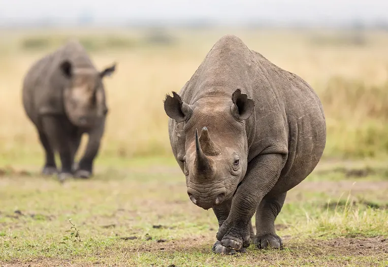 Tanzania Safari View