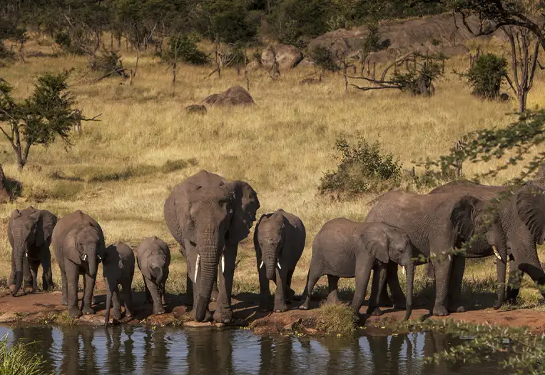 4 Day Fly-In Serengeti Migration and Tarangire Wildlife Combo Safari