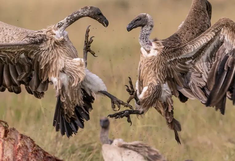 4 Day Lake Manyara Rift Valley Explorer and Central Serengeti Migration Safari Adventure