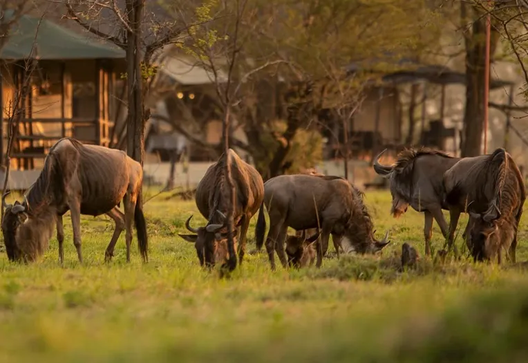 4-Day Luxury Fly-In Safari from Zanzibar to Northern Serengeti