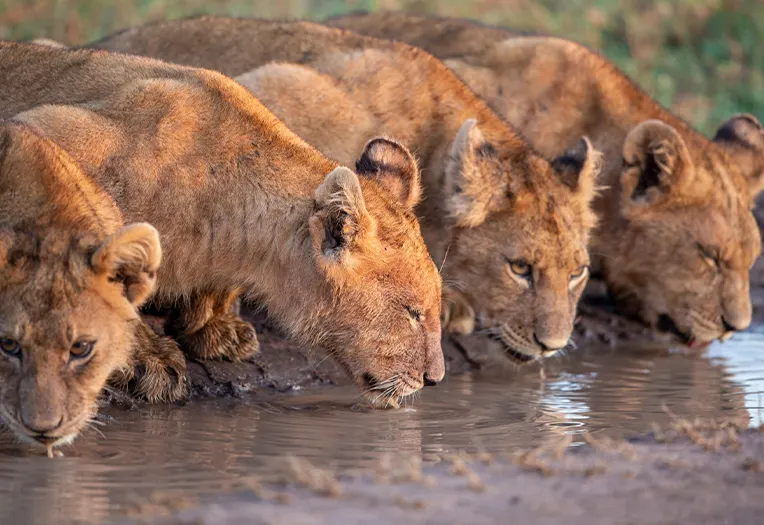 4 Day Maasai Culture Fly-Out Serengeti Migration Safari Experience Tanzania