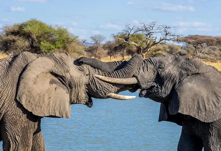 Tanzania Safari Wildlife
