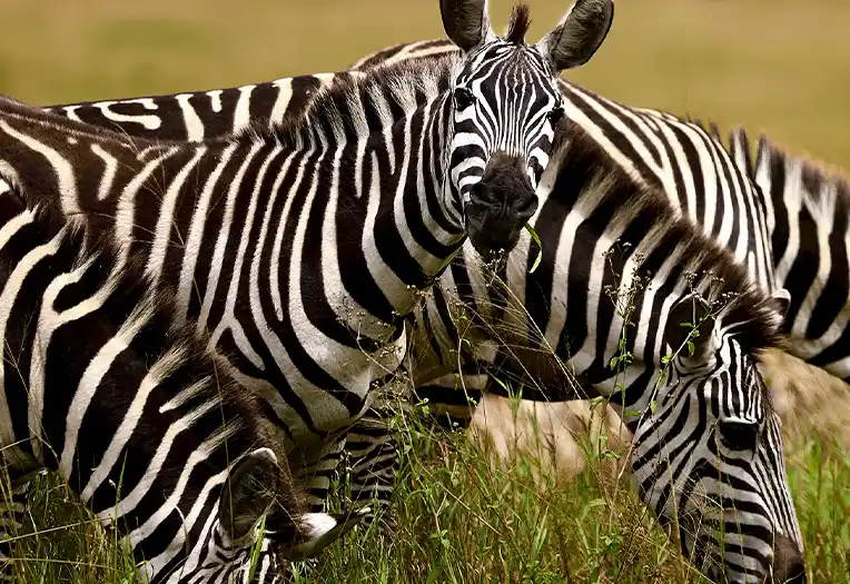 Tanzania Safari Landscape