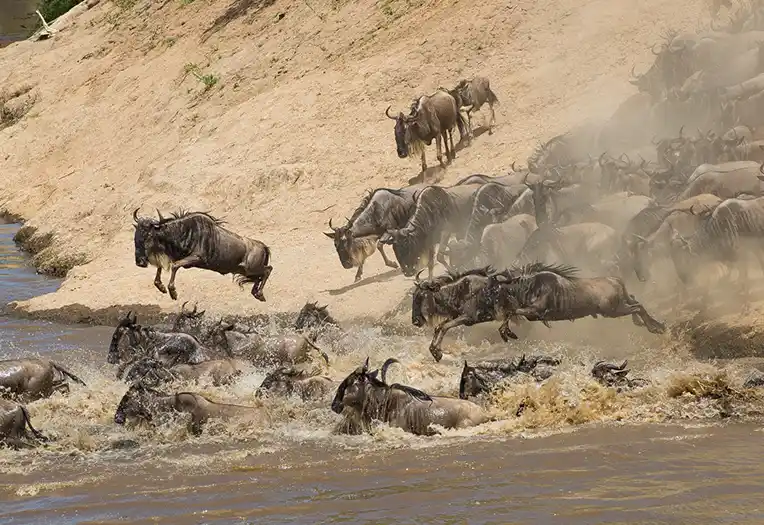 5 Day Fly-In Serengeti Migration & Tarangire Safari Tanzania