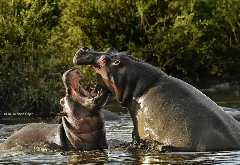 5 Day Northern Circuit Classic Safari Tanzania Serengeti Migration and Ngorongoro Experience