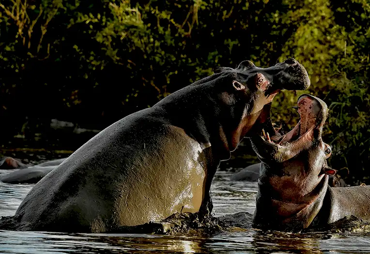 5 day photographer fly in Serengeti migration Ngorongoro safari package