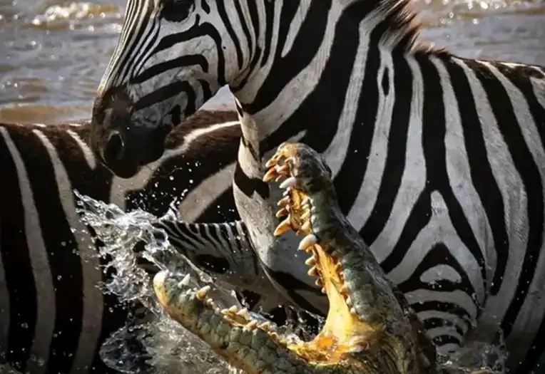 5 Day Predator Intensive Route Serengeti Migration and Big Five Safari Tanzania
