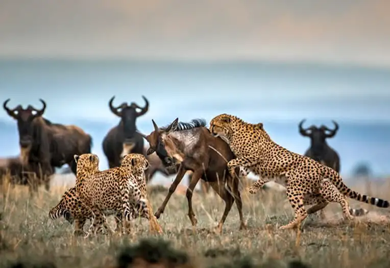 5 Day Serengeti Deep Exploration Migration Safari Ngorongoro Tanzania Experience