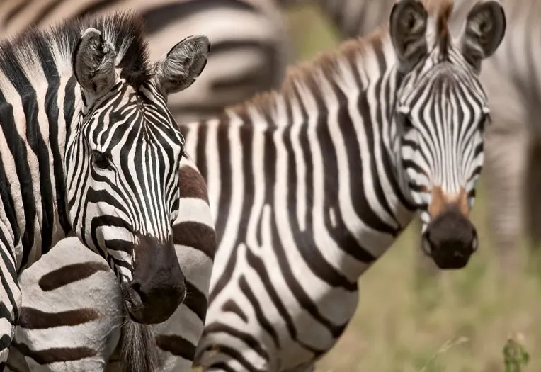 Exclusive 5-Days Tanzania Luxury Safari: Zanzibar to Kogatende