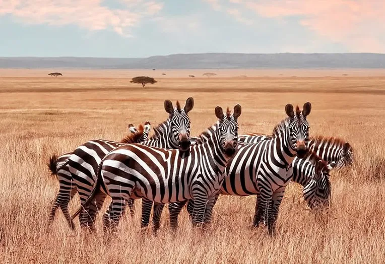 5-Day Ultimate Fly-In Tanzania Safari: Serengeti & Ngorongoro Luxury Escape