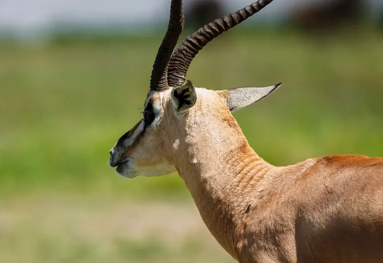 6 Days The Complete Northern Circuit Tarangire Elephants, Serengeti Predators, Ngorongoro Crater and Lake Manyara Tree Lions