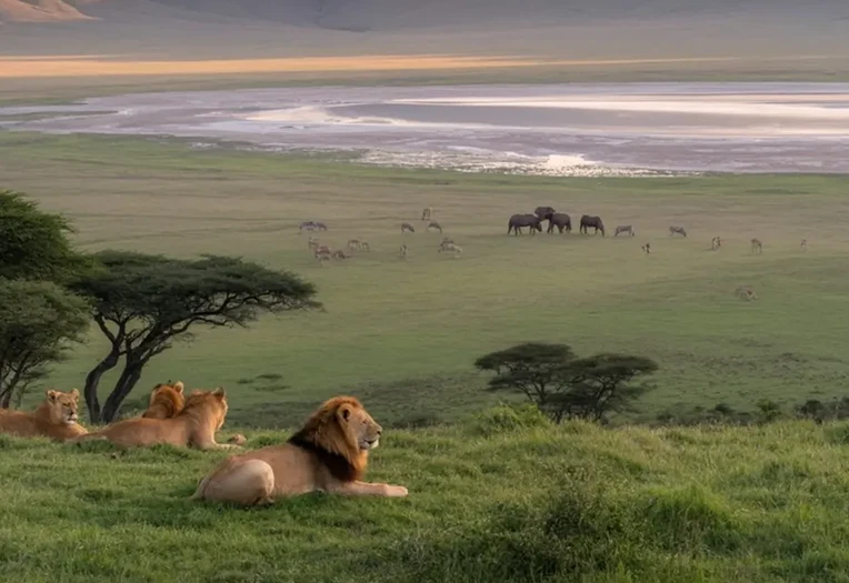 6 Days Kilimanjaro to Ngorongoro Safari Mountain Views, Forest Hikes, Tarangire Elephants and Crater Wildlife