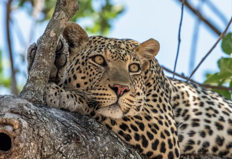 6-Day Luxury Fly-In Safari from Zanzibar to Serengeti Wilderness