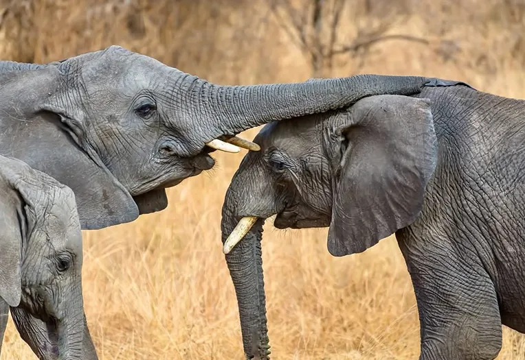 6-Day Luxury Zanzibar, Serengeti & Ngorongoro Fly-In Safari