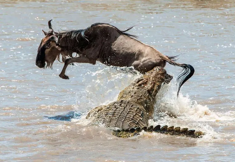 6 Days Northern Serengeti & Mara River Crossing Safari Witness the Greatest Wildlife Spectacle on Earth
