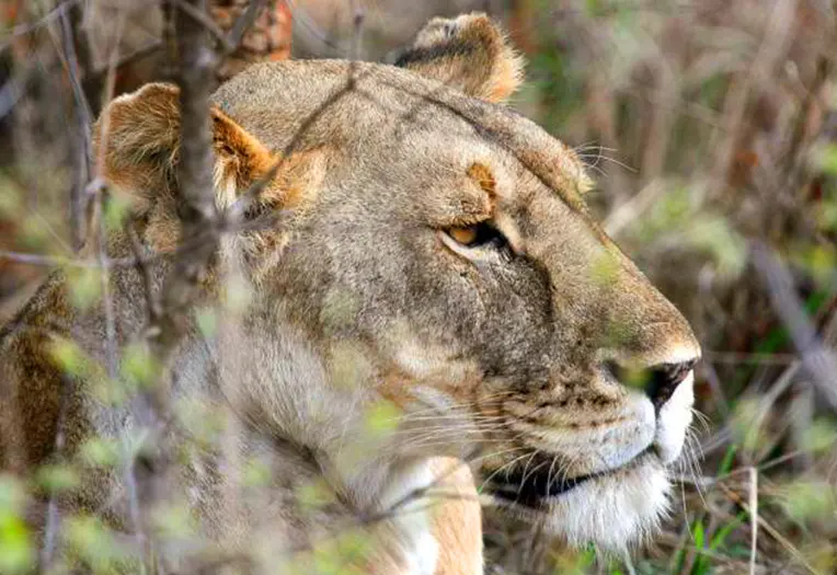 6 Days Photographic Safari Tarangire, Serengeti & Ngorongoro Light, Landscape and the Art of the Wild