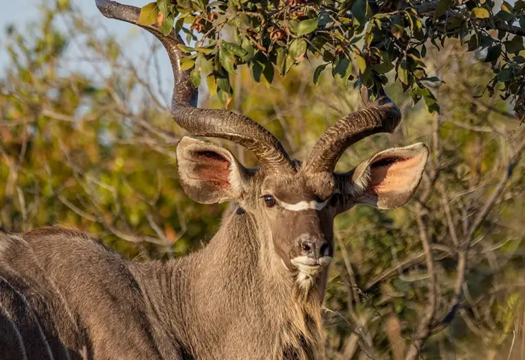 6 Days Ruaha & Udzungwa Mountains Explorer Big Game, Ancient Rainforest and Sanje Waterfalls