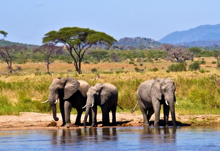 6 Days Selous Boat Safari & Rufiji River Experience Nyerere's Wild Waters, Walking Safaris and Untamed Wilderness