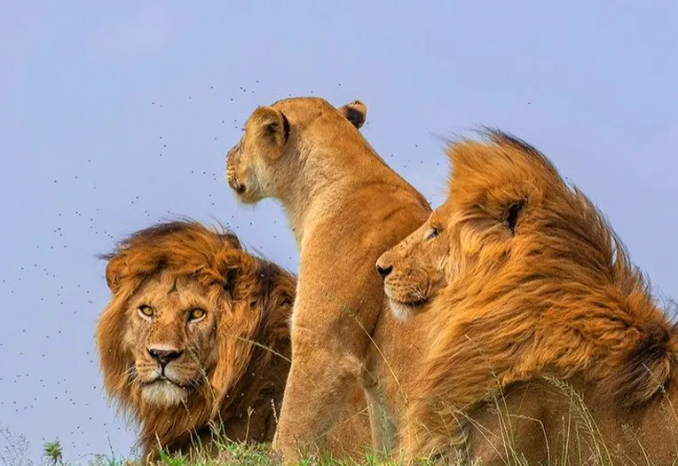 6 Days Serengeti and Ngorongoro Focused Safari Deep Immersion in Tanzania's Iconic Wilderness