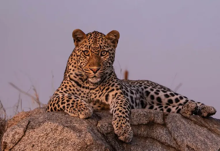 6 Days Western Corridor & Grumeti River Safari Remote Serengeti, Crocodile Crossings and Exclusive Wilderness