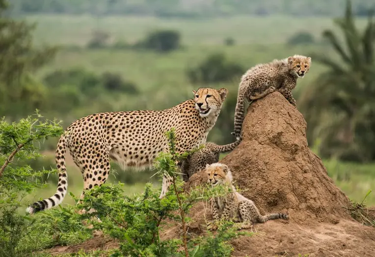 Tanzania Safari Tour