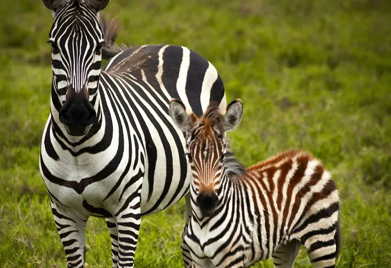 7 Days Extended Migration Explorer Tanzania Safari Experience