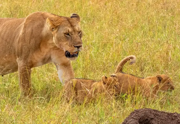 7 Days Big Five Migration Safari Tanzania Wildlife Adventure