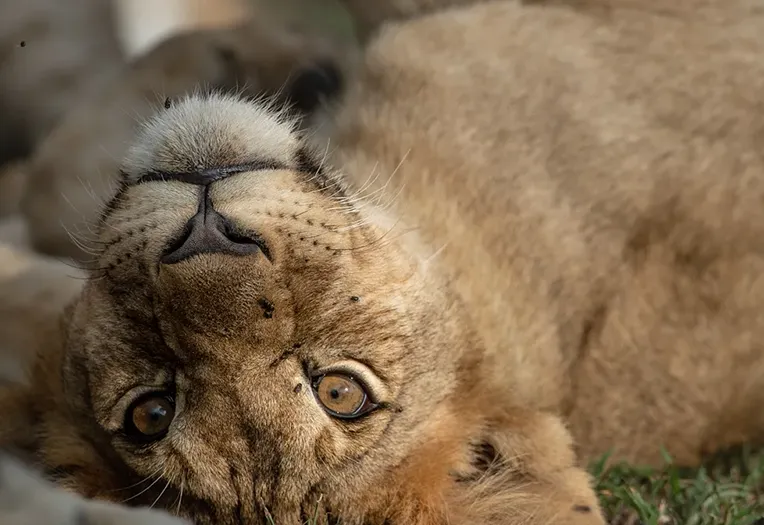 7 Day Western & Central Serengeti Fly-In Sasakwa Ngorongoro