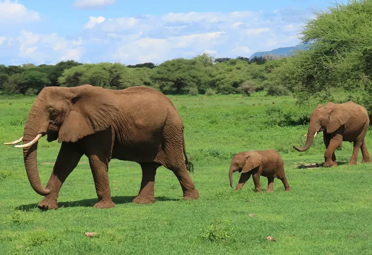 8-Day Luxury Fly-In Safari Through Serengeti, Ngorongoro & Zanzibar