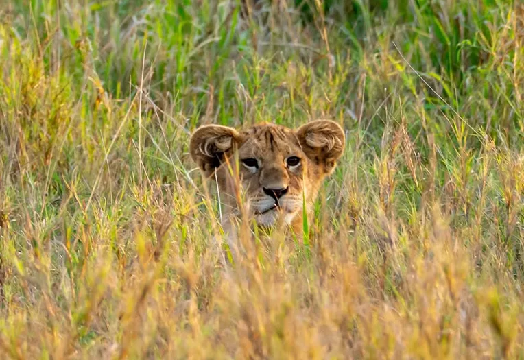 9-Day Tanzania Fly-In Safari, Serengeti, Crater & Zanzibar Escape
