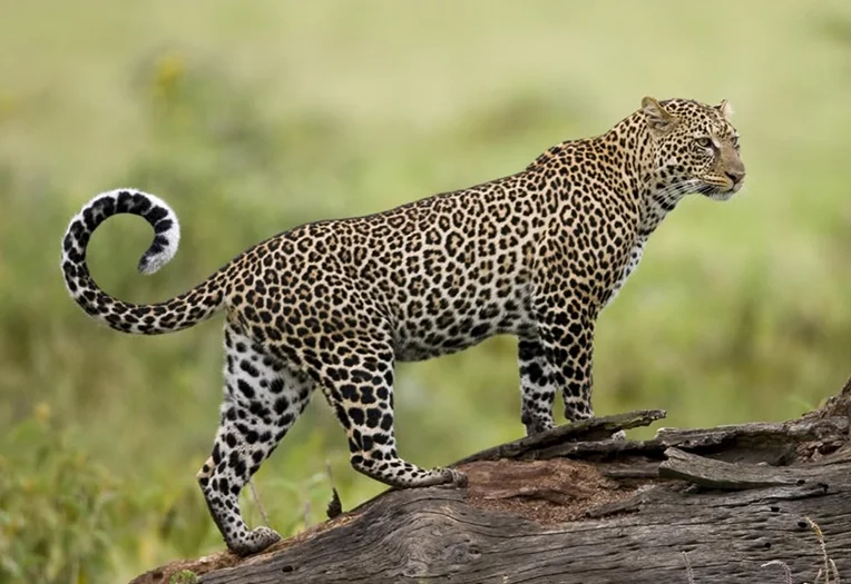 9 Days Tanzania Wildlife Discovery Safari Adventure
