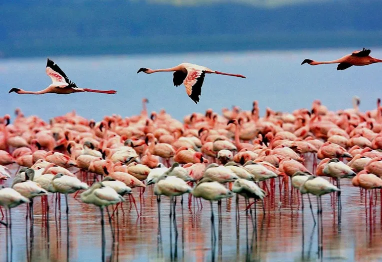 Lake Manyara Day Trip Wildlife Safari & Scenic Escape from Arusha