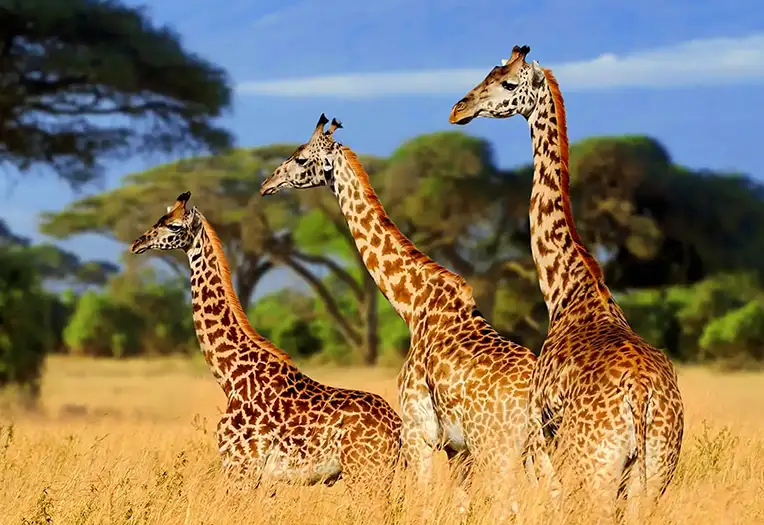 Mikumi National Park The Little Serengeti Day Safari