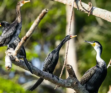 Rubondo National Park