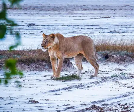 Saadani National Park